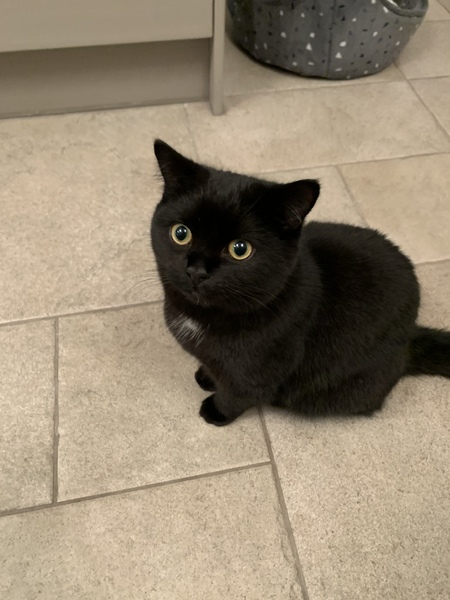 I really do love my cat so much!