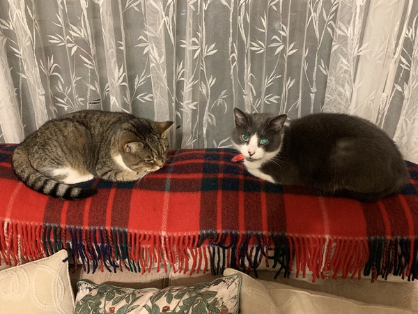 To wonder what your cat/s is called