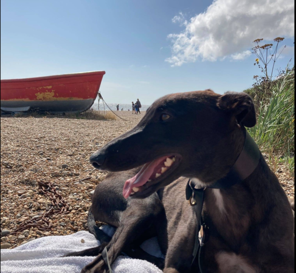 Greyhound (or just general dog) Essentials