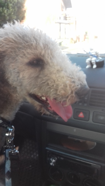 Posh dog breeds (just for fun!)