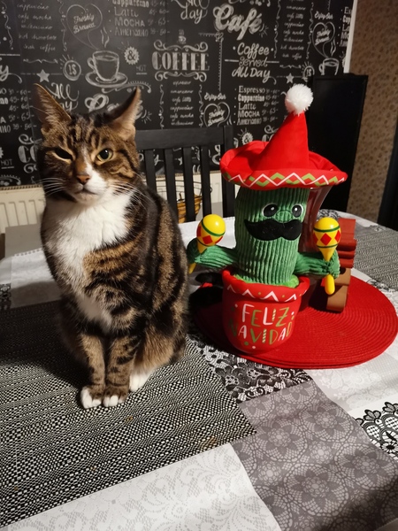 Cats at Christmas 🎄