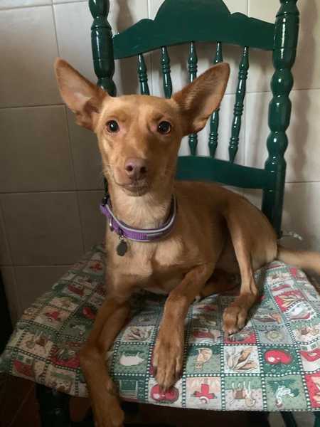 Dogs from overseas. Have you adopted one.