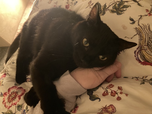 Talk to me re black cats…