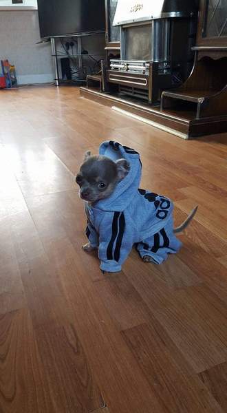Dressing dogs up
