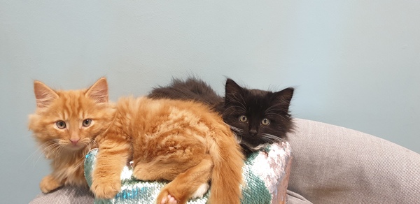 New kittens and needing advice! (Yes, there's a picture!)