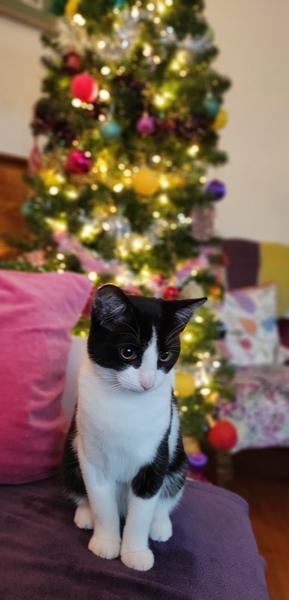 I really do love my cat so much!