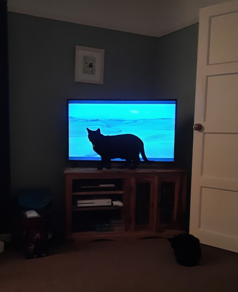 Fuckin cat!