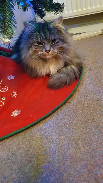 Keeping cats away from Christmas tree