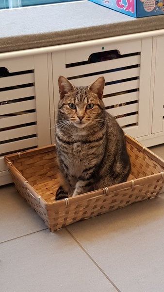 Brexit mega thread part 4 : non goady thread : Christmas edition