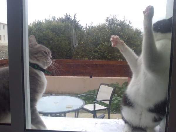 Please share with me!! Pics of your cats and their funniest little quirks!