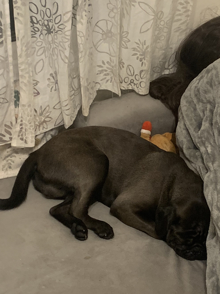 Best small breed for a family