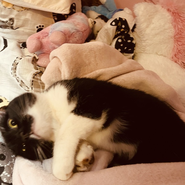 I think I love my cat just a little too much...