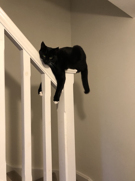 Does anyone else have a cat who fails at being a cat?