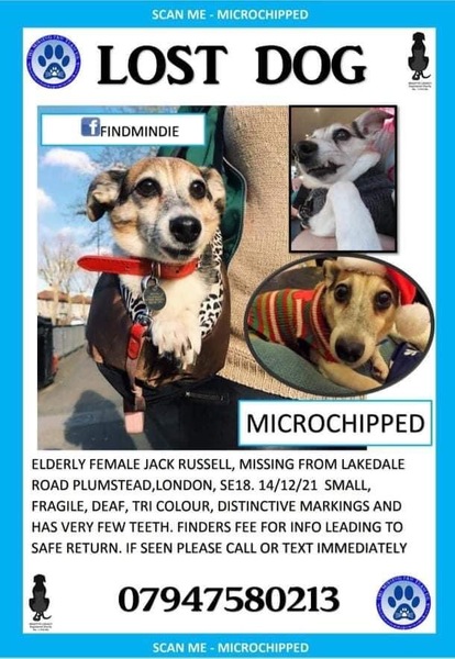 Lost dog from Plumstead London