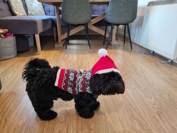 Puppy survival thread. Nov. Read this and buy a hamster instead