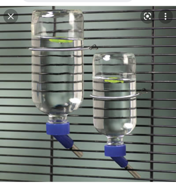 How to fix guinea pig bottle to shed