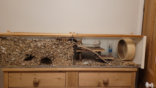 Hamster, gerbils or mice? Help me choose