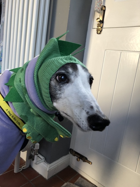 To think dogs don't need clothes