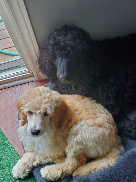 posted in august about my standard poodle gracie having pups