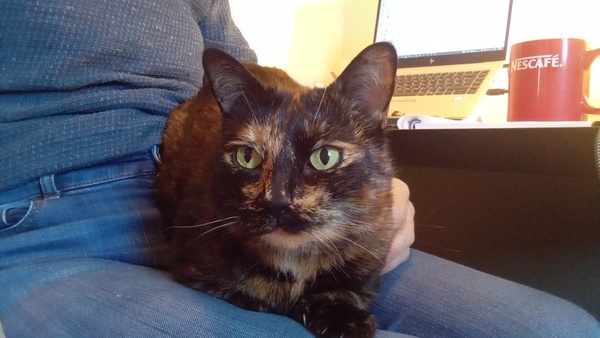 Please share with me!! Pics of your cats and their funniest little quirks!