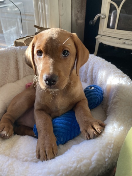 puppy hurt leg playing, how long to fix before x-ray?