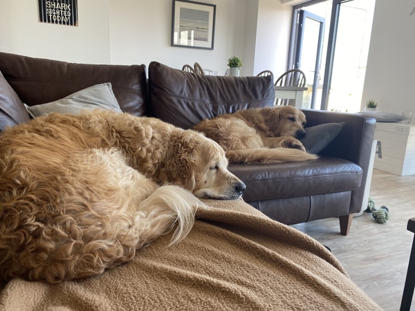 very DULL question around sofas (with a shameless cute picture of my dog for traffic)