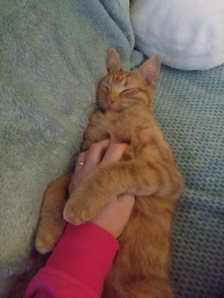 Chez Ollie - Free head boops for everyone
