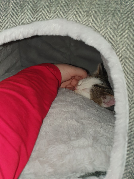 New kittens and needing advice! (Yes, there's a picture!)