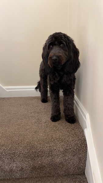 How do I fatten up my 1yo Cockapoo?