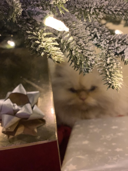 Kittens/Cats and Christmas Trees