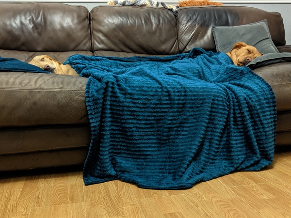 To think dogs don't need clothes