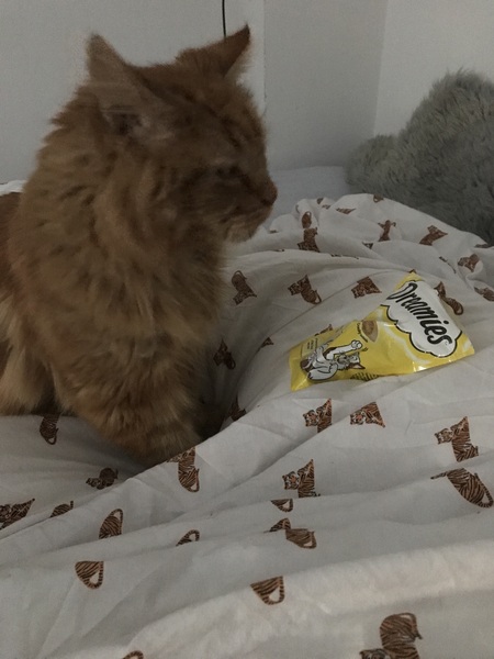 Chez Ollie - Free head boops for everyone