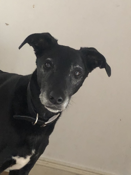 Posh dog breeds (just for fun!)