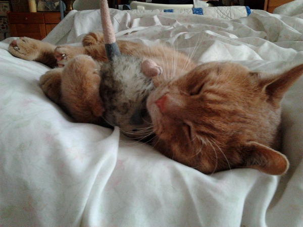 Your cat's fave cat toys?