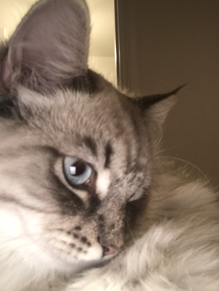 Maine Coons
