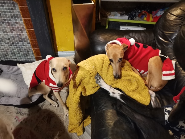 Christmas jumpers for dogs
