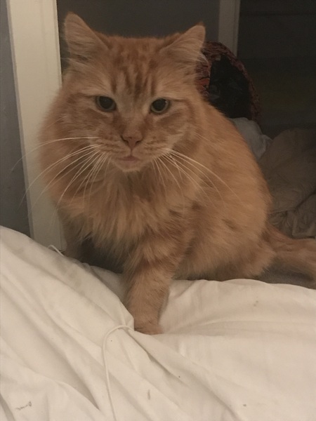 Chez Ollie - Free head boops for everyone