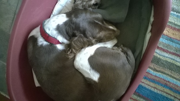 Do you have a Springer? Tell me about them (and adolescence!)