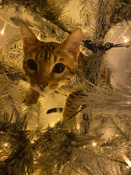 Keeping cat off the Christmas tree.