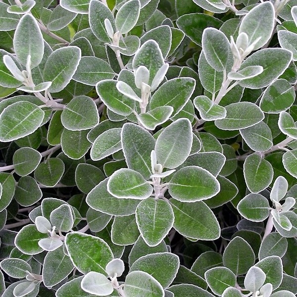 Plant ID please