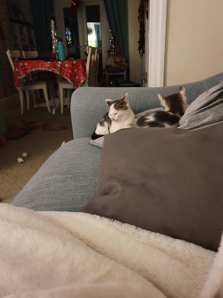 New kittens and needing advice! (Yes, there's a picture!)