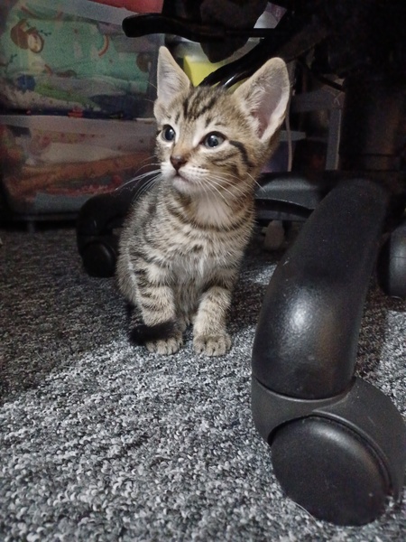 New kitten - litter training