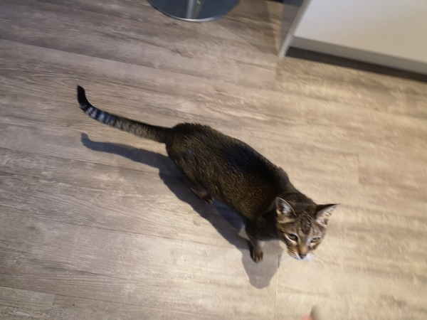 AIBU to shut the kittens out of the kitchen permanently?