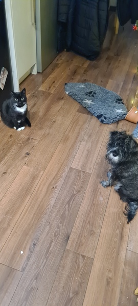 Best small breed for a family