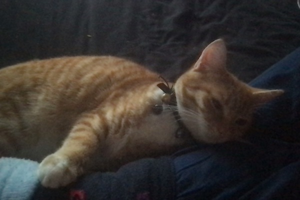Cat stuff.