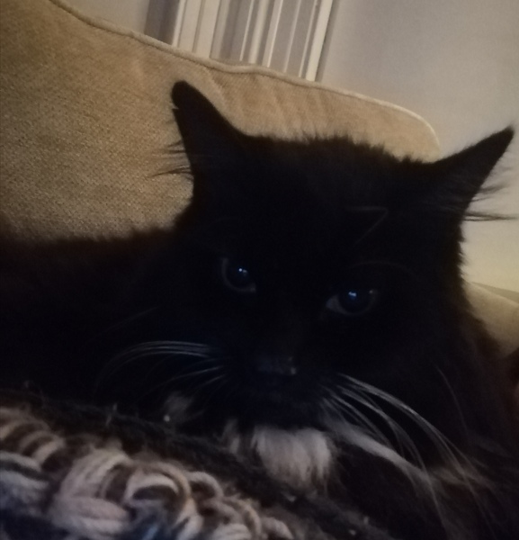 My new cat growls but quite happily laying on me?