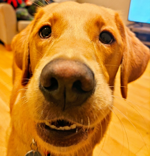 My dog ignores us alot when we call her name..