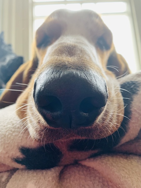 very DULL question around sofas (with a shameless cute picture of my dog for traffic)