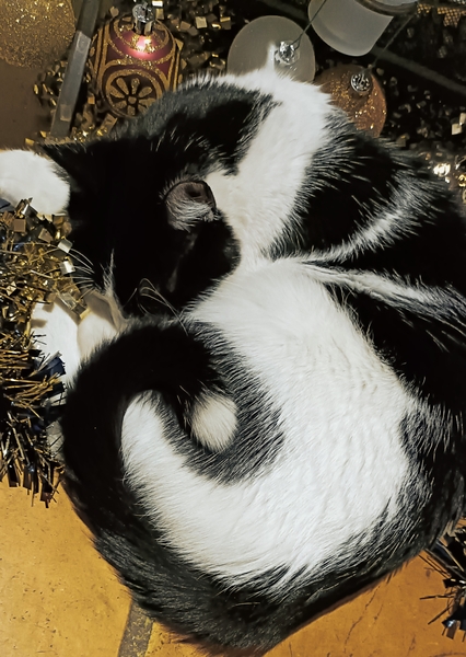 Is there anything better than adopted cat love?