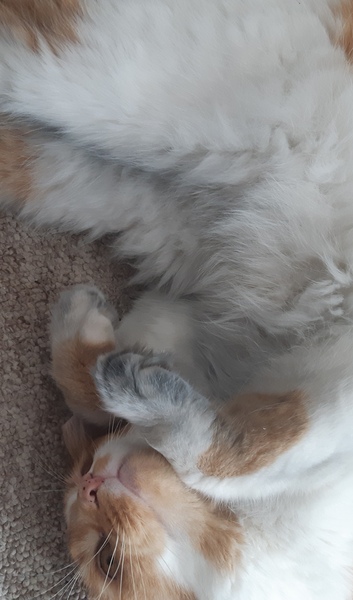 I think I love my cat just a little too much...